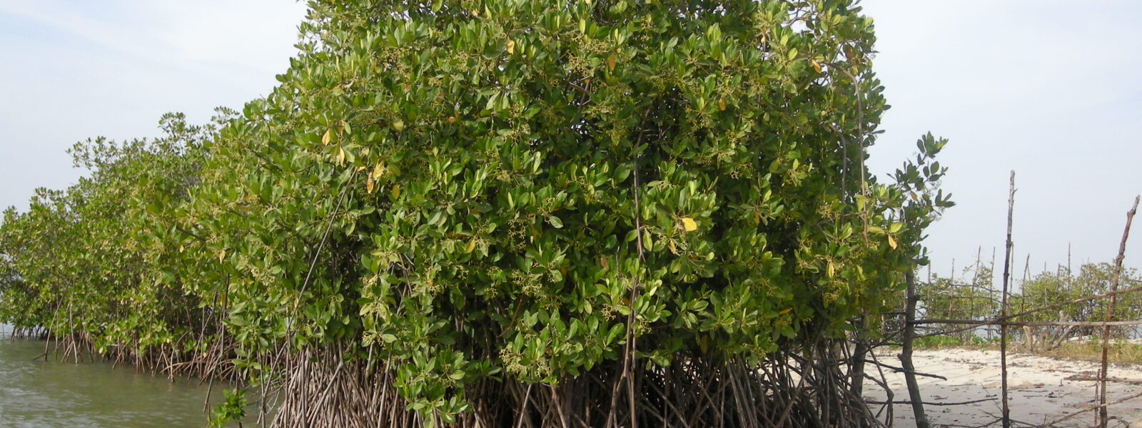 Carabane Mangrove