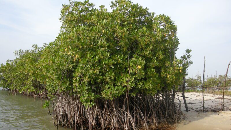 Carabane Mangrove