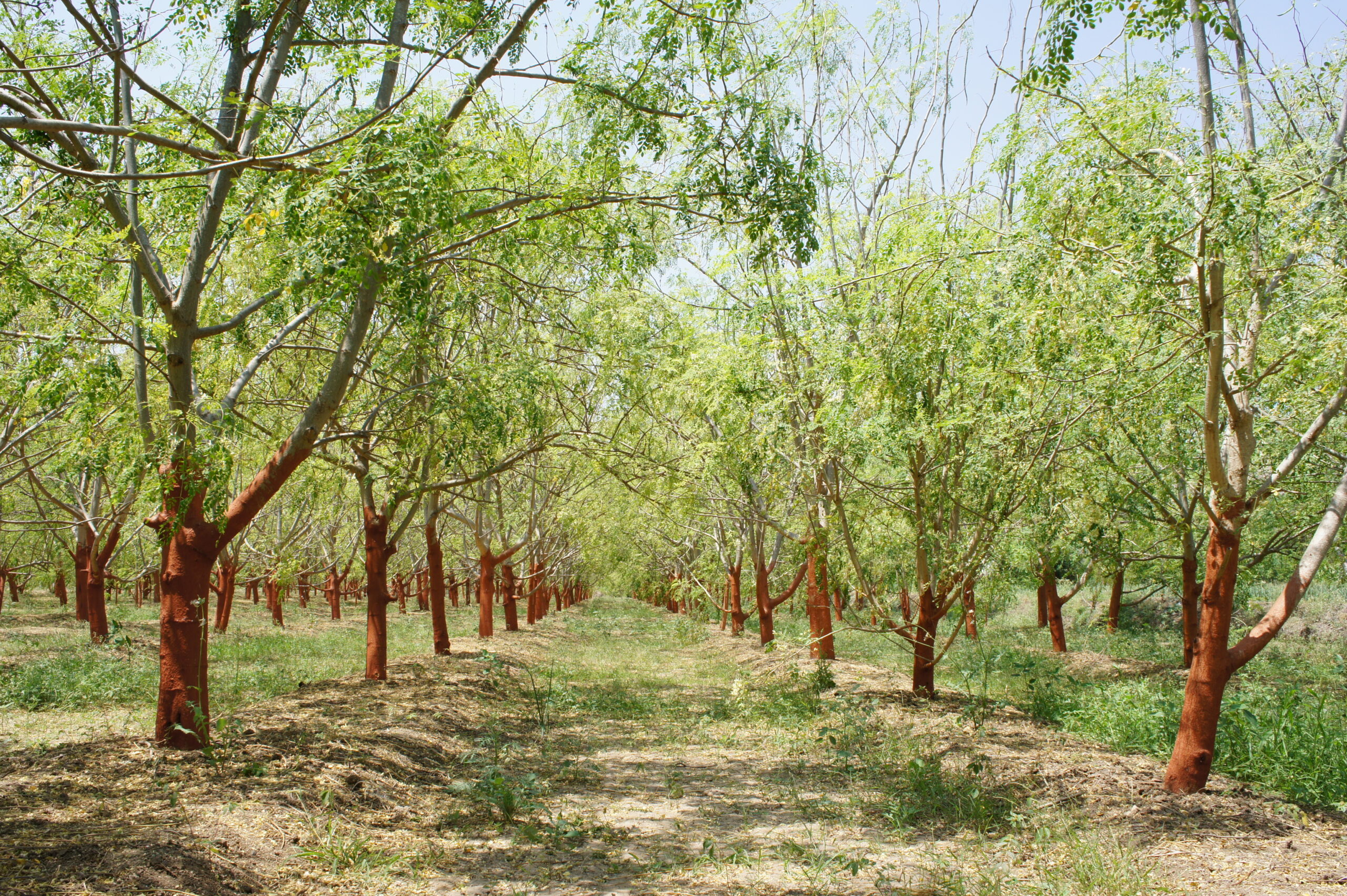 Drumstick tree 28Moringa oleifera29 scaled
