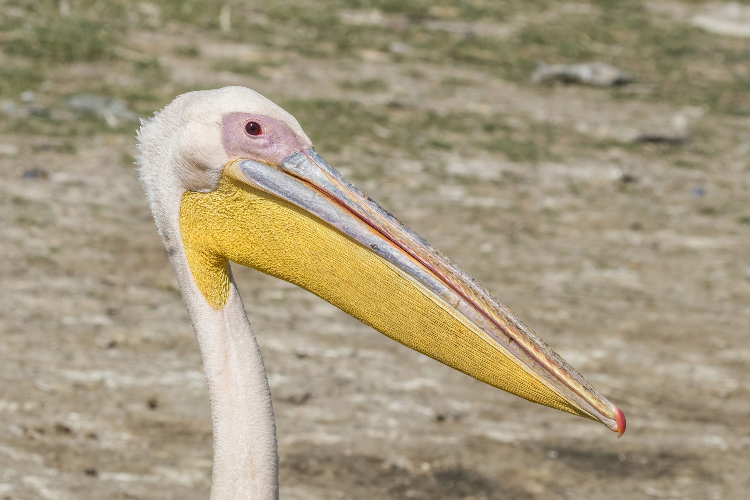 Great white pelican 28Pelecanus onocrotalus29 head scaled