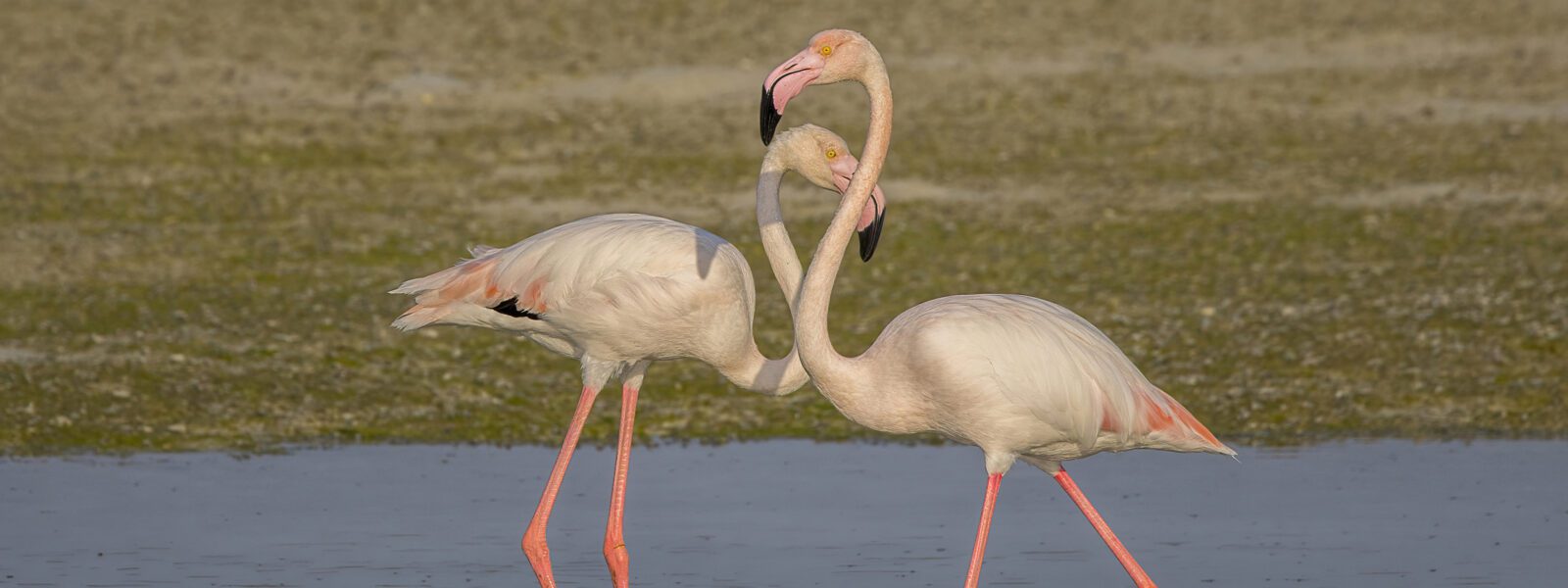 Greater flamingos 28Phoenicopterus roseus29 Bahrain
