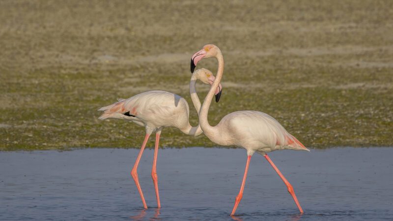Greater flamingos 28Phoenicopterus roseus29 Bahrain