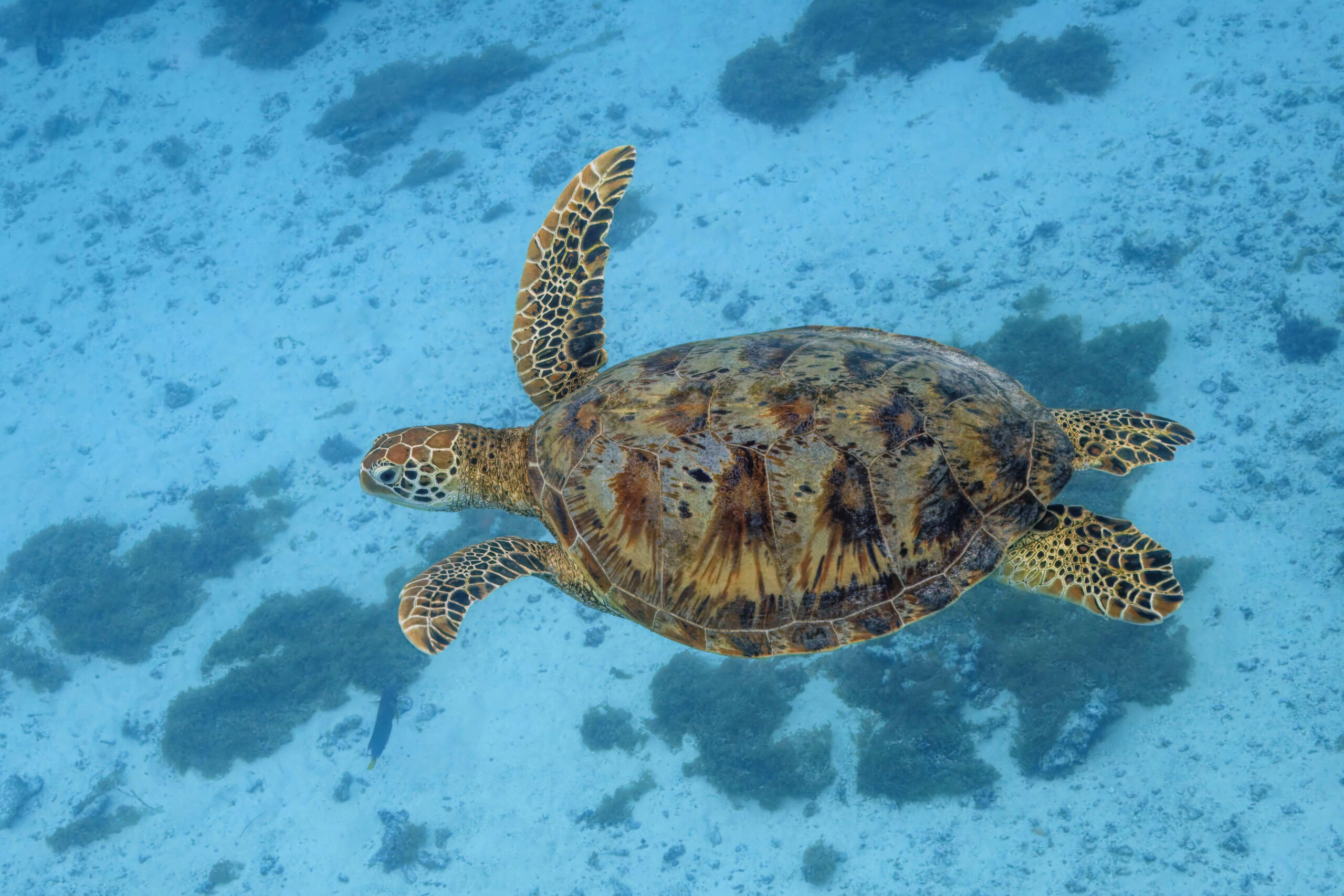Green sea turtle 28Chelonia mydas29 Moorea scaled