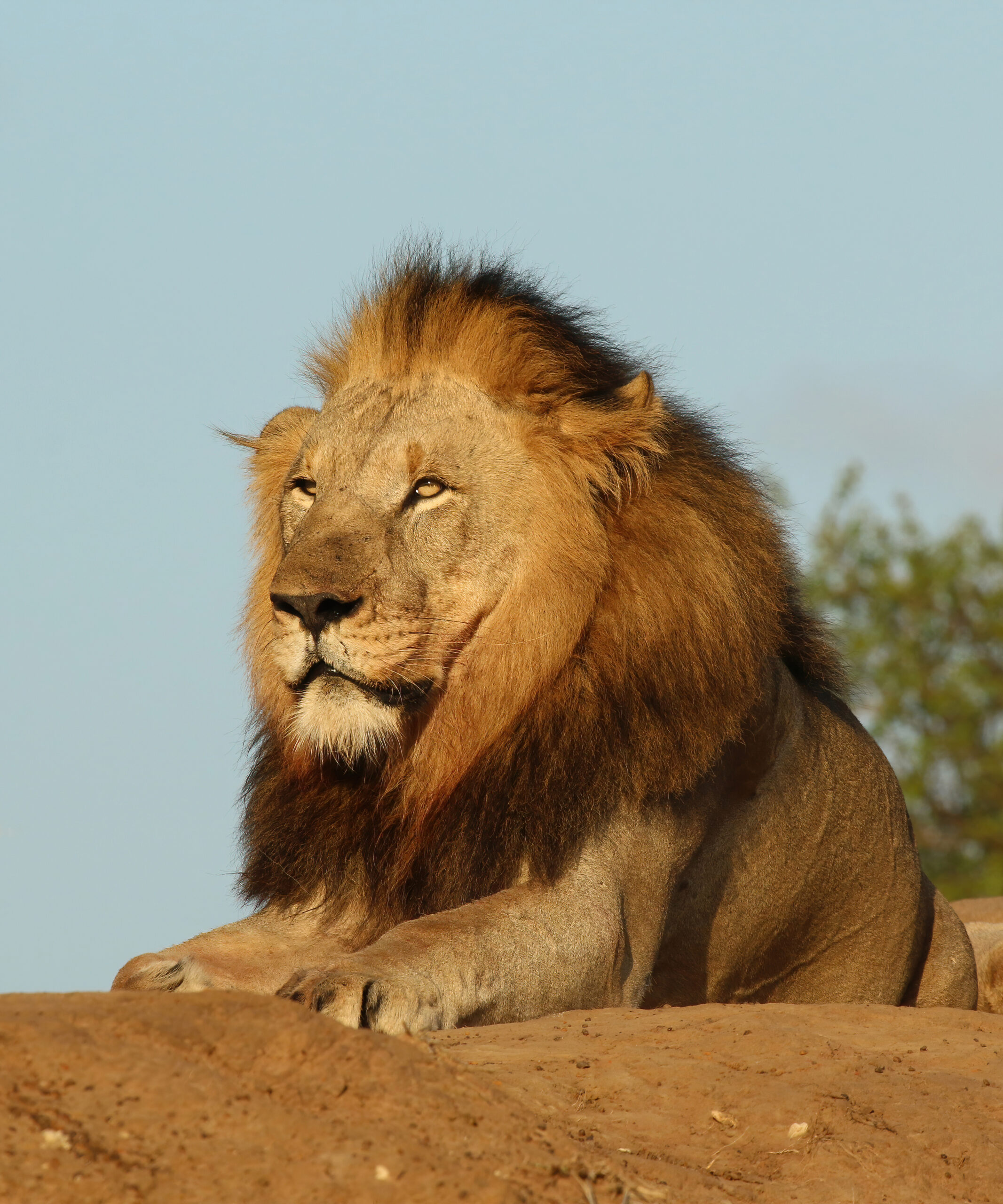 Lion 28Panthera leo29 male 6y scaled