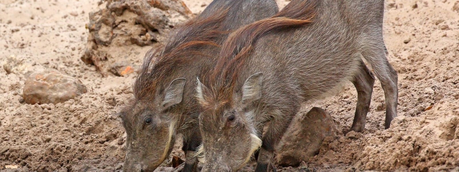 Nolan warthogs 28Phacochoerus africanus africanus29 juveniles drinking