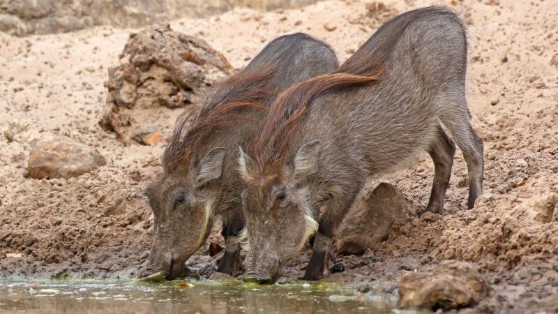 Nolan warthogs 28Phacochoerus africanus africanus29 juveniles drinking