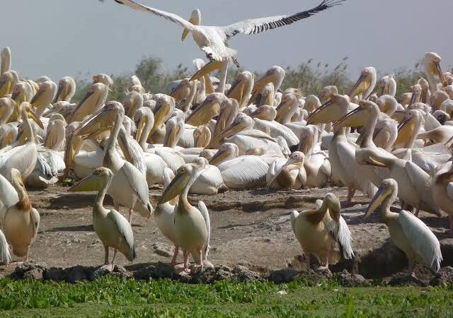 Parc National des oiseaux du Djoudj