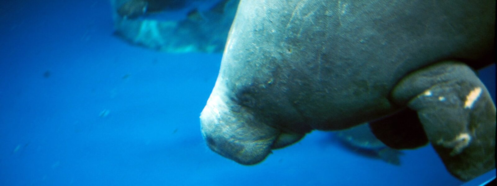 Trichechus senegalensis