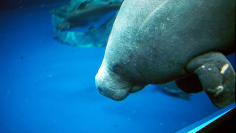 Trichechus senegalensis