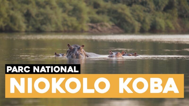 niokolo