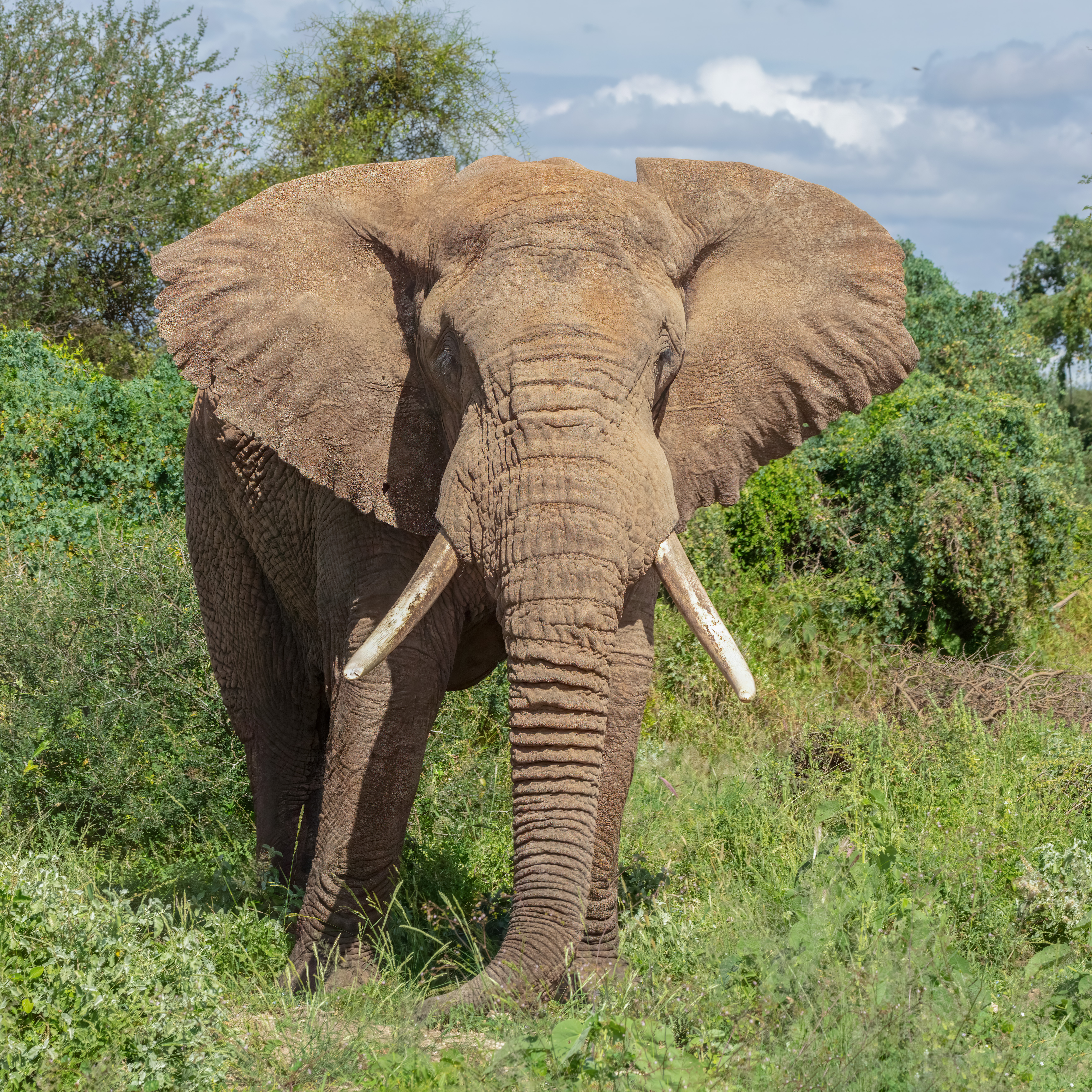Elefante africano de sabana 28Loxodonta africana292C parque nacional de Amboseli2C Kenia2C 2024 05 222C DD 07